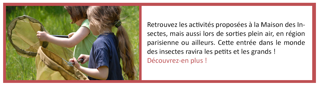 Activités de groupes + sorties plein air Opie insectes